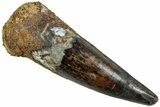 Fossil Spinosaurus Tooth - Real Dinosaur Tooth #227256-1